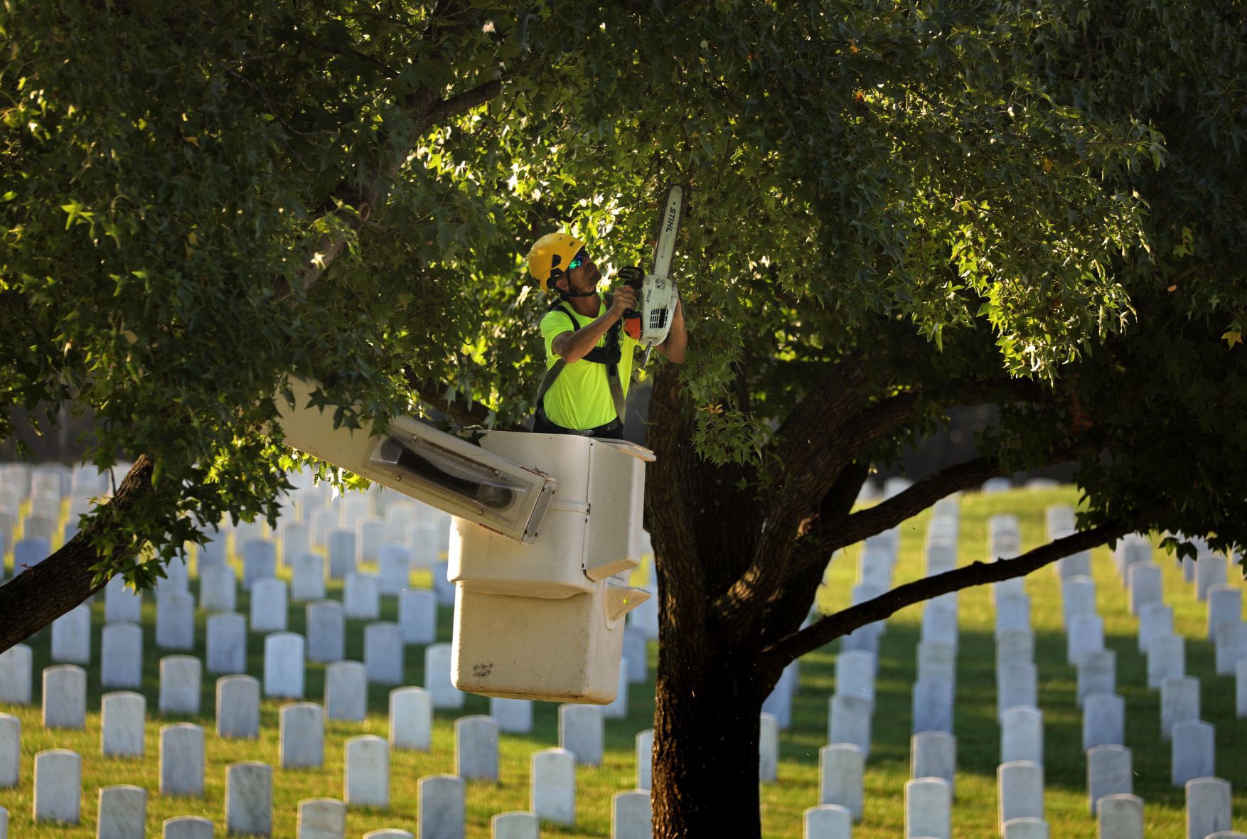 Volunteer arborists descend upon Jefferson Barracks Cemetery